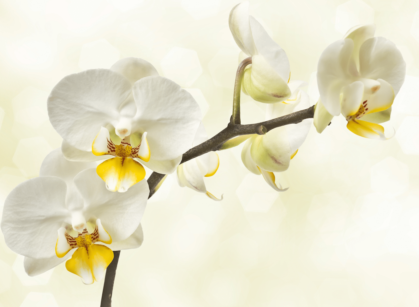 Orchideenhochzeit - Wünsche und Bräuche zum 17. Hochzeitstag