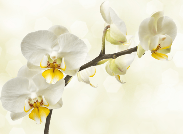 Orchideenhochzeit - Wünsche und Bräuche zum 17. Hochzeitstag