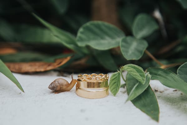Tiere auf der Hochzeit
