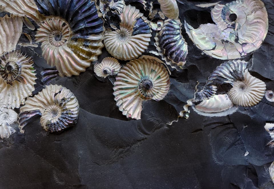 Eine Gruppe von Muscheln auf einer schwarzen Oberfläche.