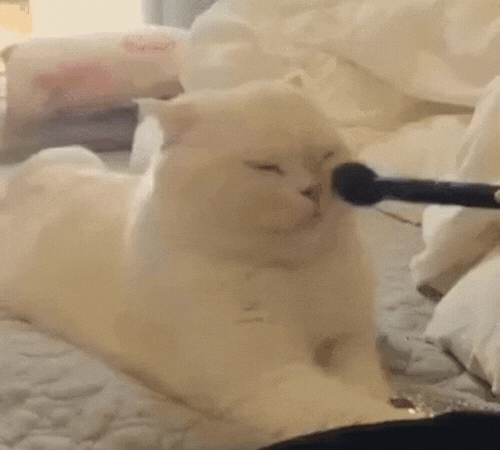 Gif: Katze lässt sich schminken