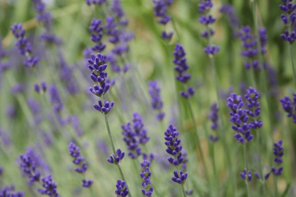 Lavendel
