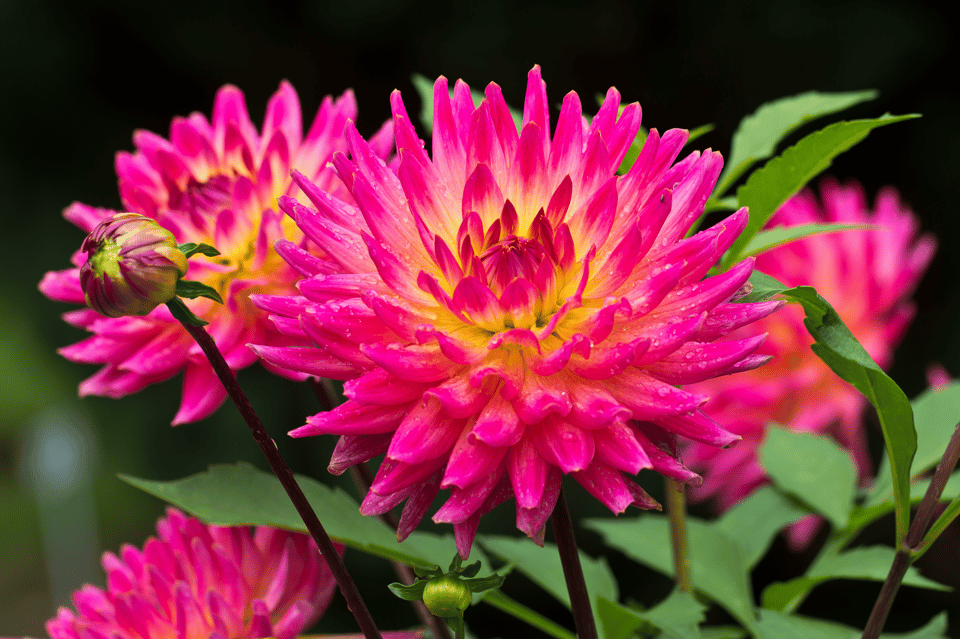 Dahlien