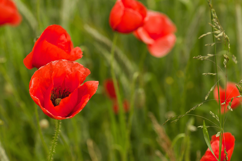 Mohnblumen