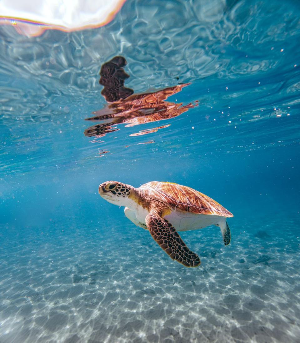 Schildkröte schwimmt im klaren Wasser der Karibik.