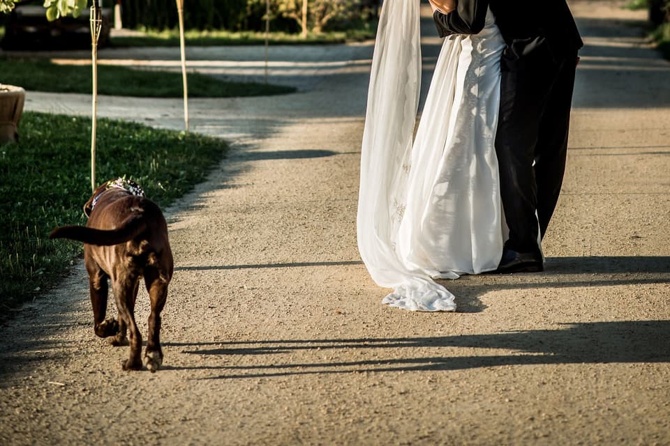 Brautpaar beim Spazierengehen mit einem Hund