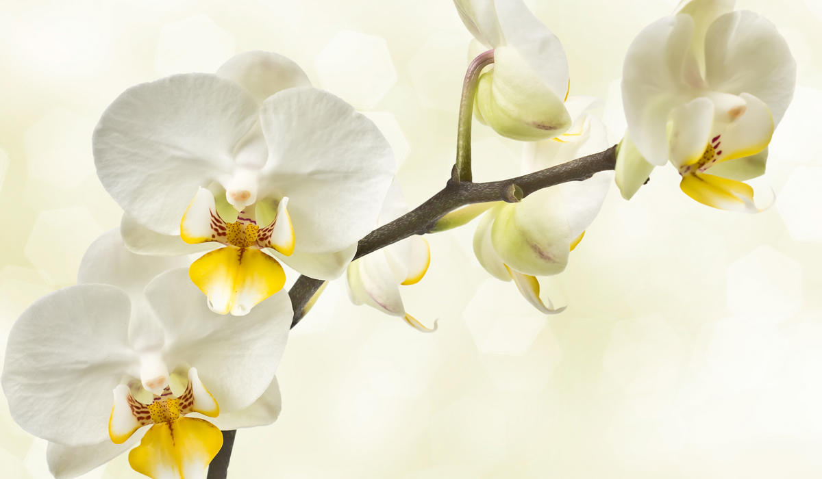 Hochzeitstag gedicht 17 orchideenhochzeit Orchideenhochzeit: 17.